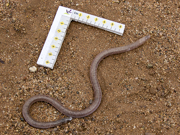 Registro de fauna con tarjeta Physis