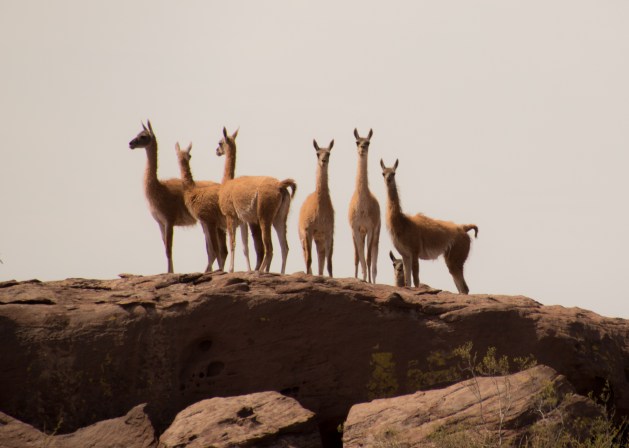 Grupo de guanacos