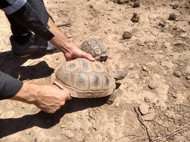 Tortugas en relevamiento